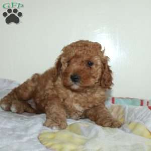 Clarence, Miniature Poodle Puppy