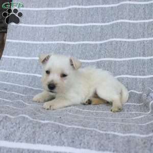 Dakota, West Highland Terrier Puppy