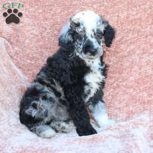 Rocky, Toy Poodle Puppy
