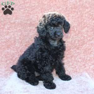 Rosie, Toy Poodle Puppy