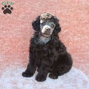 Rambo, Toy Poodle Puppy