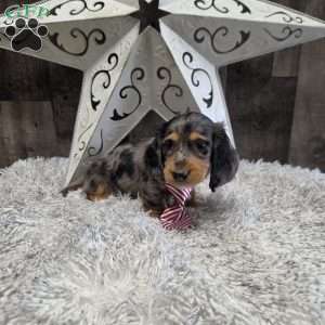 Dakota, Dachshund Puppy