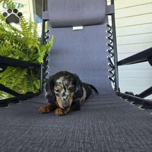 Maggie, Dachshund Puppy
