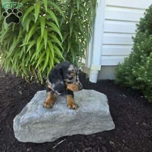 Maggie, Dachshund Puppy