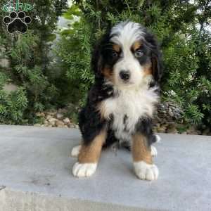Deigo, Bernese Mountain Dog Puppy