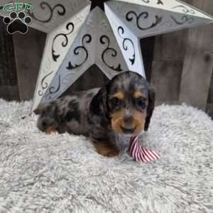 Dakota, Dachshund Puppy