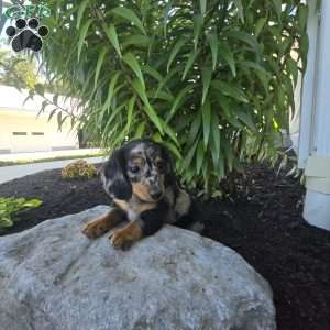 Maggie, Dachshund Puppy