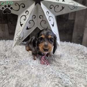 Dakota, Dachshund Puppy