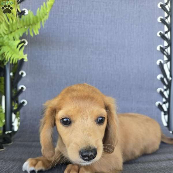 Muster, Dachshund Puppy