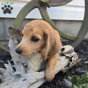 Muster, Dachshund Puppy