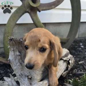 Muster, Dachshund Puppy