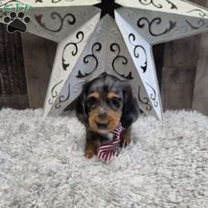 Dakota, Dachshund Puppy