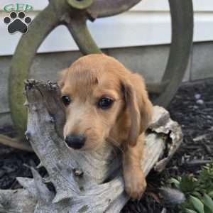 Muster, Dachshund Puppy