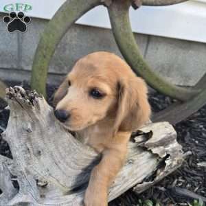 Muster, Dachshund Puppy
