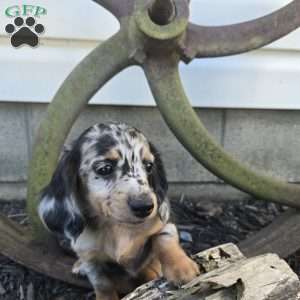 Mollie, Dachshund Puppy