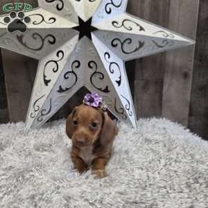 Deandre, Dachshund Puppy