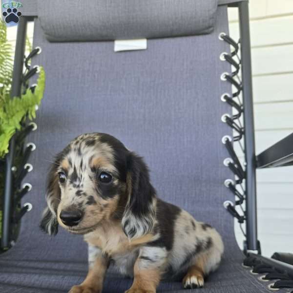 Mollie, Dachshund Puppy