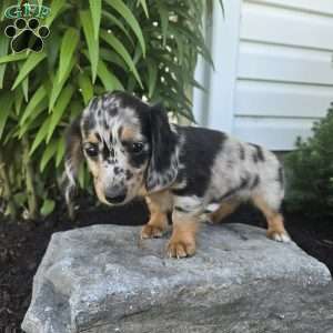 Mollie, Dachshund Puppy