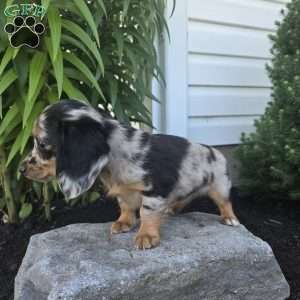 Mollie, Dachshund Puppy
