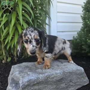 Mollie, Dachshund Puppy