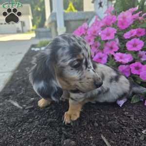 Mollie, Dachshund Puppy