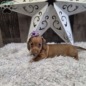 Deandre, Dachshund Puppy