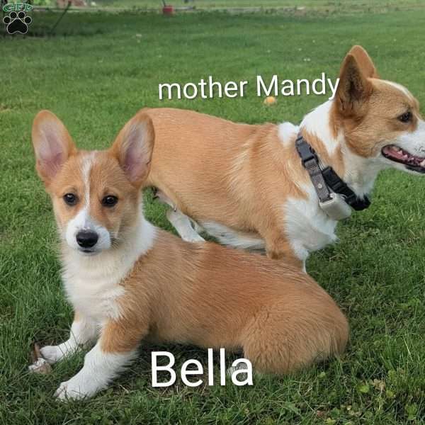 Bella, Pembroke Welsh Corgi Puppy