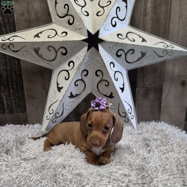 Deandre, Dachshund Puppy