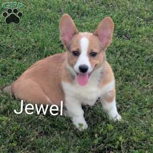 Jewel, Pembroke Welsh Corgi Puppy