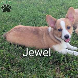 Jewel, Pembroke Welsh Corgi Puppy