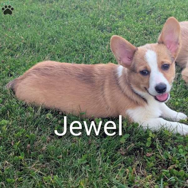 Jewel, Pembroke Welsh Corgi Puppy