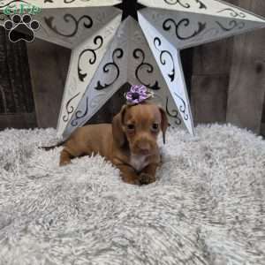 Deandre, Dachshund Puppy