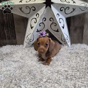 Deandre, Dachshund Puppy