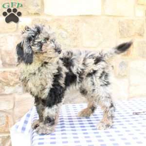 Jacob, Labradoodle Puppy