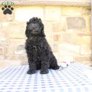 Jerry, Labradoodle Puppy