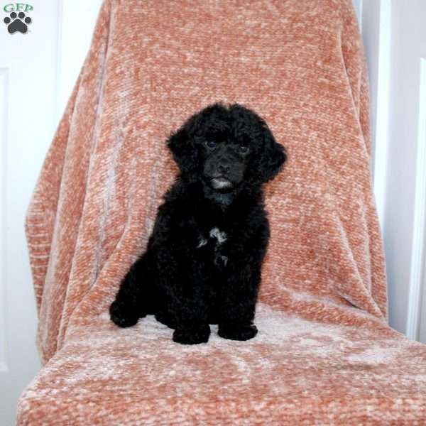 Buster, Miniature Poodle Puppy