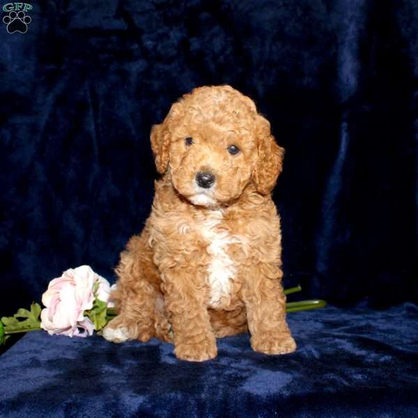 Phillip, Mini Goldendoodle Puppy
