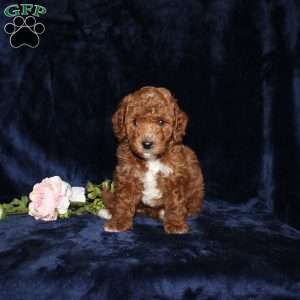 Peter, Mini Goldendoodle Puppy