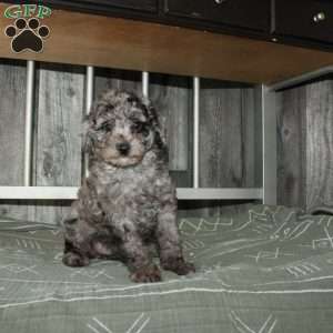 Cally, Miniature Poodle Puppy