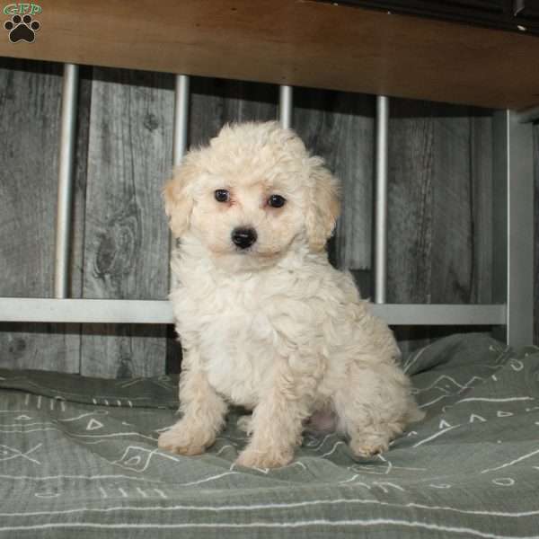 Colby, Miniature Poodle Puppy
