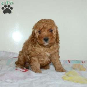 Clarence, Miniature Poodle Puppy