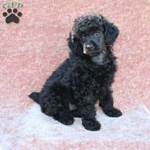 Rosie, Toy Poodle Puppy
