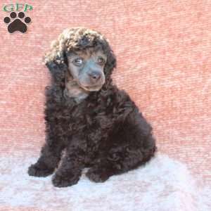 Rambo, Toy Poodle Puppy