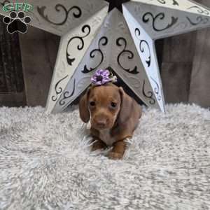 Deandre, Dachshund Puppy