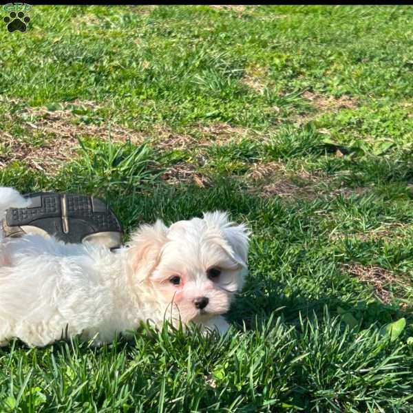 Shadow, Maltese Puppy