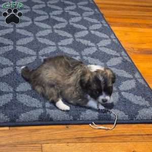 Gorda, Chihuahua Puppy