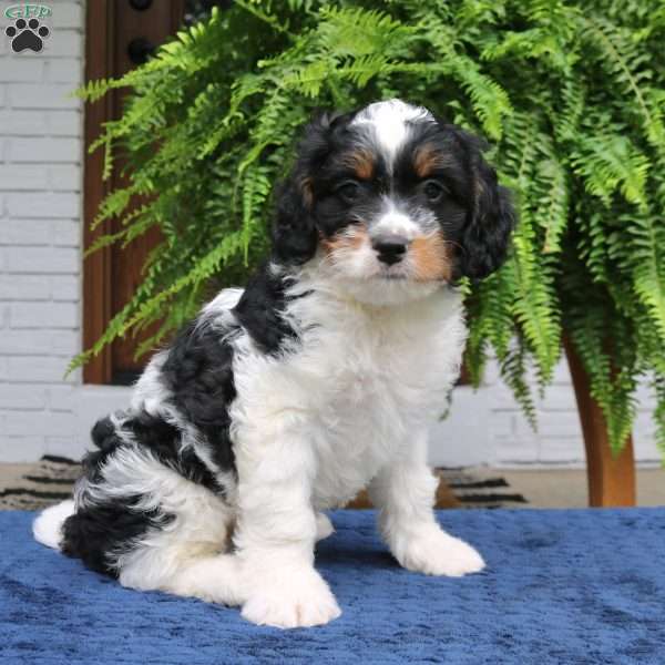 Sailor, Mini Bernedoodle Puppy