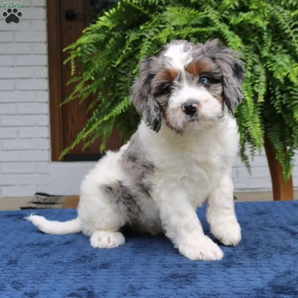 Scout, Mini Bernedoodle Puppy