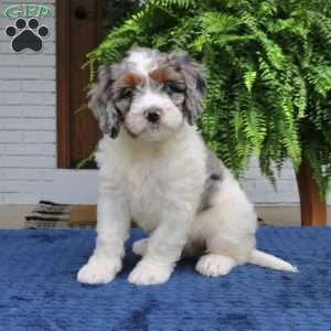 Scout, Mini Bernedoodle Puppy