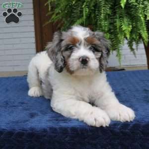 Scout, Mini Bernedoodle Puppy